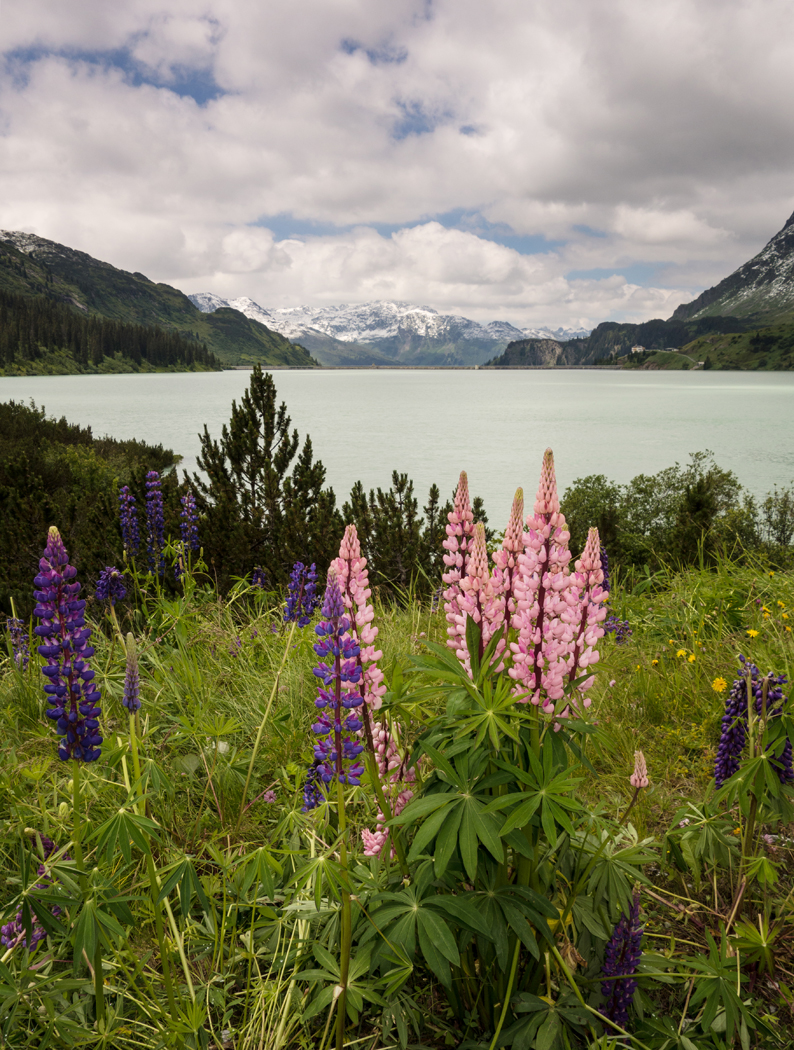 Lupins